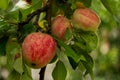 Ripe apples grow on a branch among the foliage.