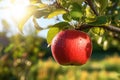 Ripe Apples Growing on a Vibrant Farm, Nature\'s Bounty