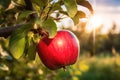 Ripe Apples Growing on a Vibrant Farm, Nature\'s Bounty