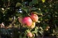 Ripe apples hang on the apple tree in autumn. One branch with multiple fruits