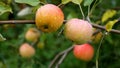 Ripe apples hang on a branch of an apple tree in the garden. Royalty Free Stock Photo