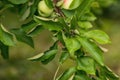 Ripe apples hang on a branch with green leaves. Fruit, fruit tree. Gardening. Royalty Free Stock Photo
