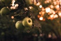 An ripe Apples hangig on on the branch in the green garden on sunset. Photo of illuminated golden apples on the tree - Natural