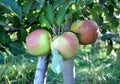 Ripe apples Royalty Free Stock Photo