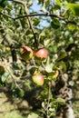 Ripe Apples hanging on branches in the tree in Orchard ready for harvesting, afternoon shot