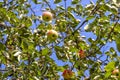 Ripe apples hanging on a green tree with a blue sky in the background. Royalty Free Stock Photo