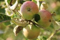 Ripe apples are hanging on the trees in the orchard. Royalty Free Stock Photo