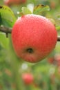 Ripe apples are hanging on the trees in the orchard. Royalty Free Stock Photo