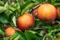 ripe apples honeycrisp on apple tree branch Royalty Free Stock Photo