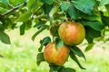 ripe apples honeycrisp on apple tree branch Royalty Free Stock Photo