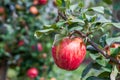 ripe apples honeycrisp on apple tree branch Royalty Free Stock Photo