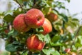 ripe apples honeycrisp on apple tree branch Royalty Free Stock Photo