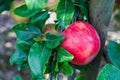 ripe apples honeycrisp on apple tree branch Royalty Free Stock Photo