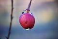 ripe apples on the hree after morning rain Royalty Free Stock Photo