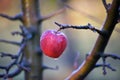 ripe apples on the hree after morning rain Royalty Free Stock Photo