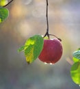 ripe apples on the hree after morning rain Royalty Free Stock Photo