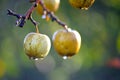 ripe apples on the hree after morning rain Royalty Free Stock Photo