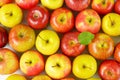 Ripe apples Royalty Free Stock Photo