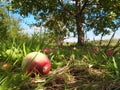 Ripe apples in orchard