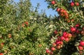 Ripe apples in orchard