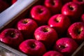Ripe apples in orchard Royalty Free Stock Photo