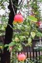 Ripe apples in raindrops on Apple tree branch.