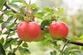 ripe apples with raindrops hanging Royalty Free Stock Photo