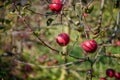 Ripe apples on tree