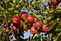 Ripe apples on a tree branch Royalty Free Stock Photo