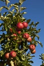 Ripe apples on a tree branch Royalty Free Stock Photo