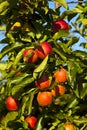 Ripe apples on a tree branch Royalty Free Stock Photo