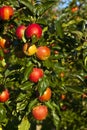 Ripe apples on a tree branch Royalty Free Stock Photo