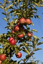 Ripe apples on a tree branch Royalty Free Stock Photo