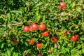 Ripe apples on tree branches. Red fruit and green leaves. Orchard Royalty Free Stock Photo