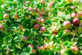 Ripe apples on tree branches. Red fruit and green leaves. Orchard Royalty Free Stock Photo