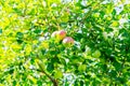 Ripe apples on tree branches. Red fruit and green leaves. Orchard Royalty Free Stock Photo