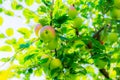 Ripe apples on tree branches. Red fruit and green leaves. Orchard Royalty Free Stock Photo
