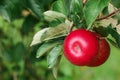 Ripe apples on tree, close up Royalty Free Stock Photo