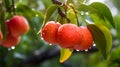 Ripe apples on tree