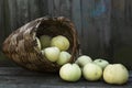 Ripe apples in a wicker basket on a wooden table. New harvest and vitamins from nature. Close-up Royalty Free Stock Photo