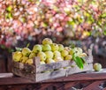 Ripe apples in the wooden boxes. Colorful blurred autumn foliage at the background