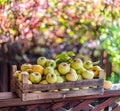 Ripe apples in the wooden boxes. Colorful blurred autumn foliage at the background