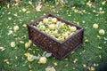 Ripe apples in the wooden boxes. Organic fruit harvesting in the autumn orchard garden