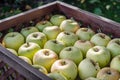 Ripe apples in the wooden boxes. Organic fruit harvesting in the autumn orchard garden. Close-up