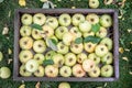 Ripe apples in the wooden boxes. Organic fruit harvesting in the autumn orchard garden. Top view