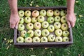 Ripe apples in the wooden boxes. Organic fruit harvesting in the autumn orchard garden. Top view