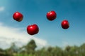 Ripe apples in zero gravity thrown into the air Royalty Free Stock Photo