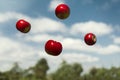 Ripe apples in zero gravity thrown into the air Royalty Free Stock Photo