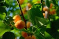 Ripe apricot berries hang on a branch, lit by the rays of the setting sun.