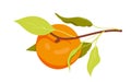 Ripe apricot on branch with leaves Royalty Free Stock Photo